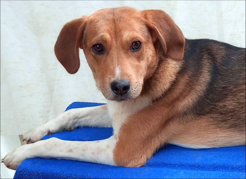 Julie, dog