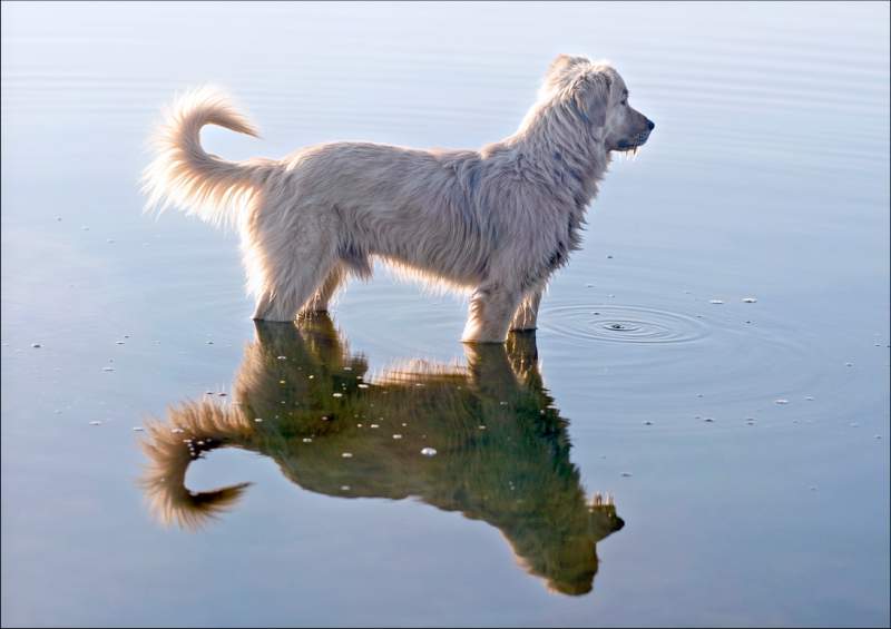Ricky in the lake