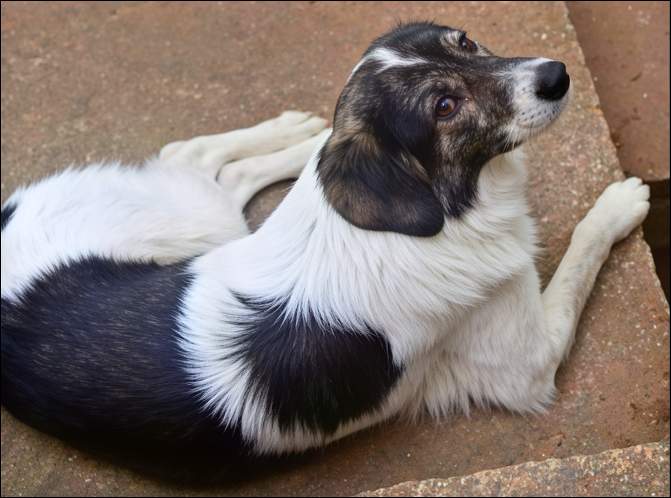 Milko, dog