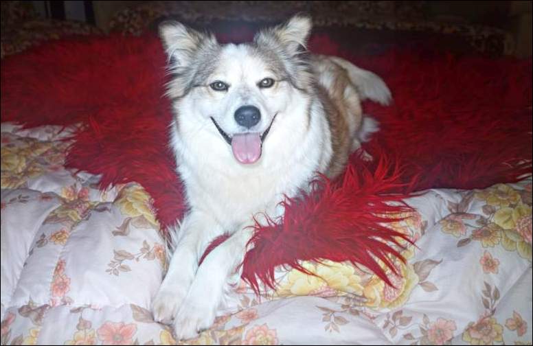 Liska portrait