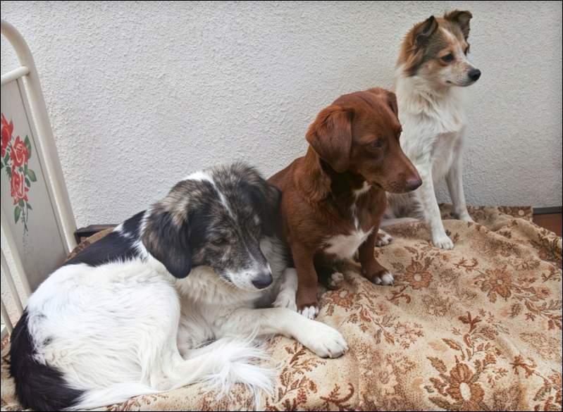 Milko, Choki, Liska