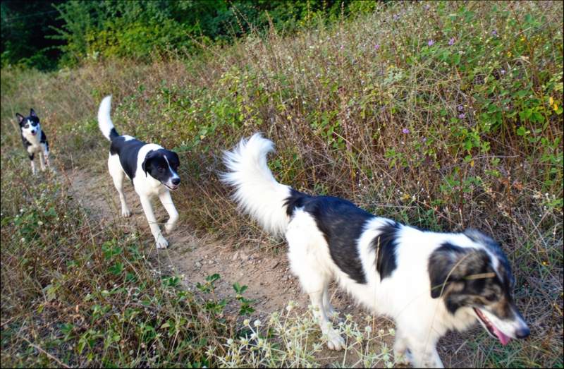 Dogs in lake