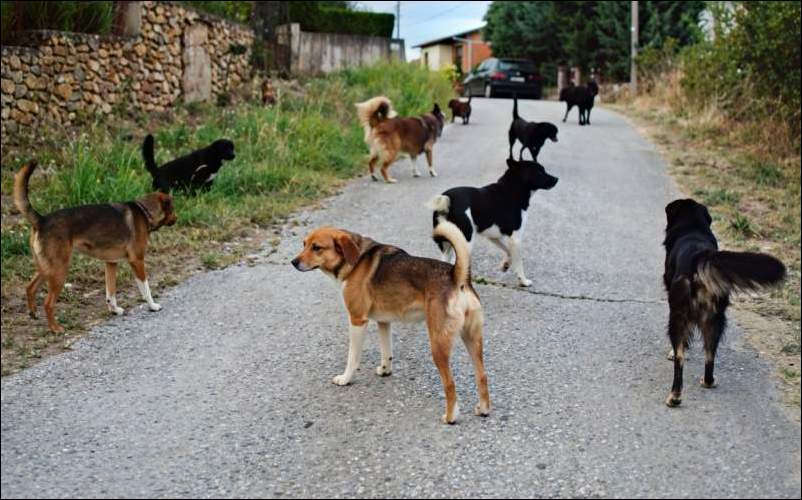 dogs on road