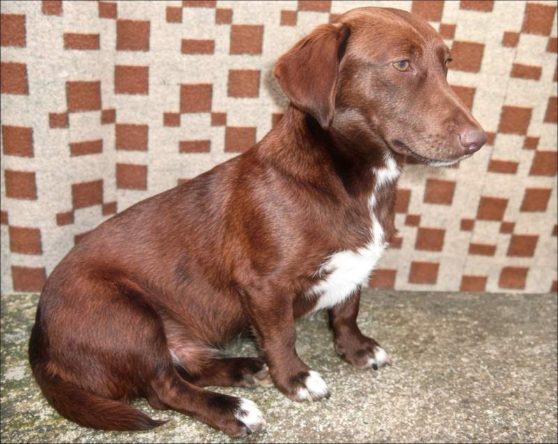 Choki the dog